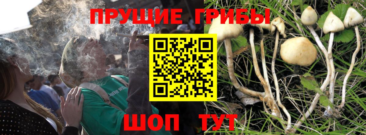 Псилоцибиновые грибы прущие грибы  Вход с VPN  Саров 